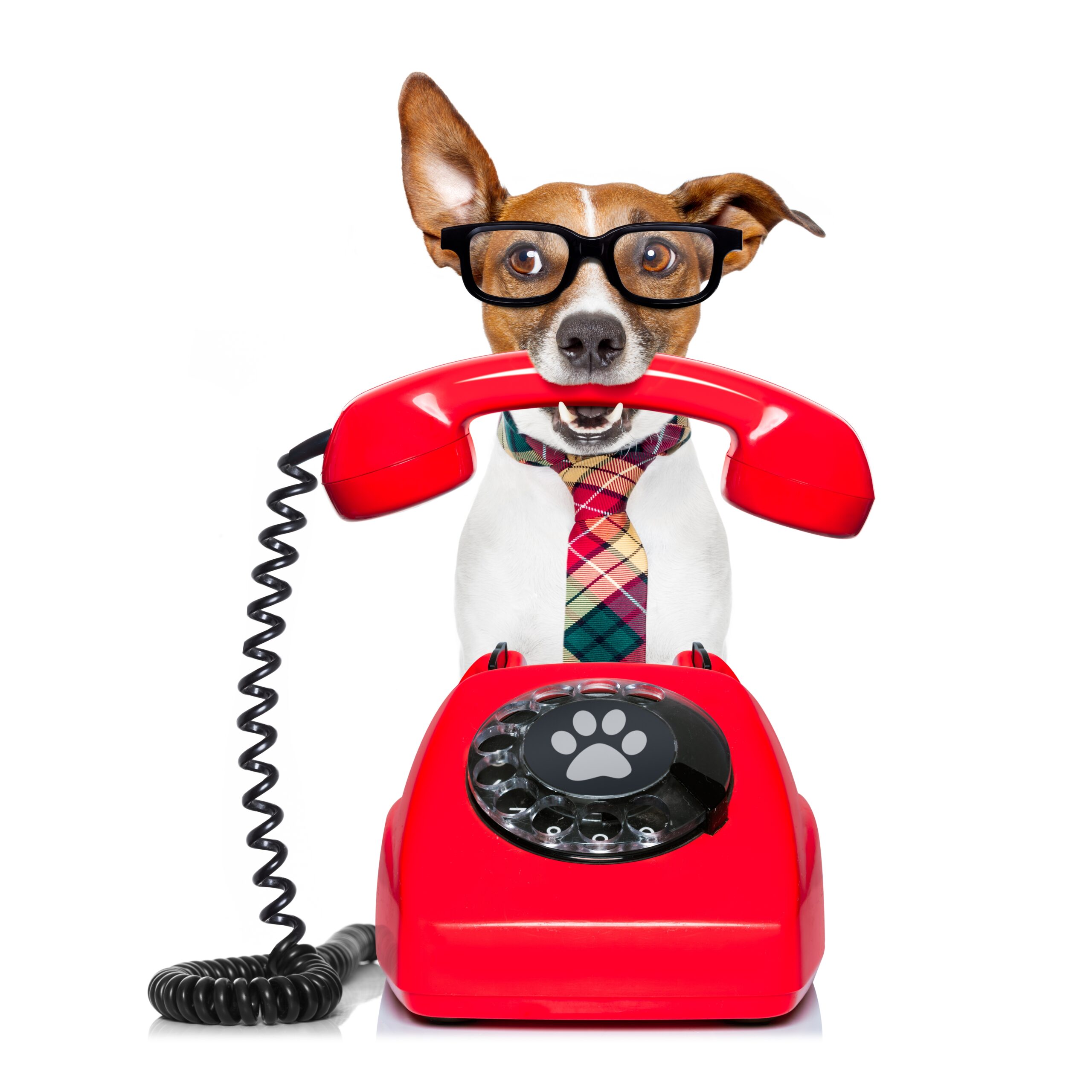 Jack,Russell,Dog,With,Glasses,As,Secretary,Or,Operator,With