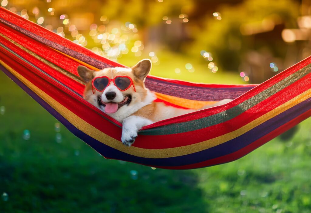 Nice Doggie